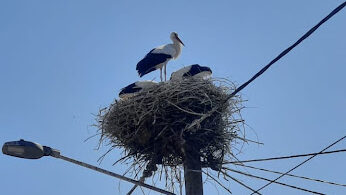 cigogne à LAGARDE